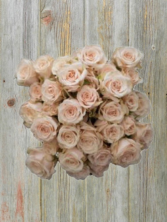 BRILLIANT STAR VOLANS  CREAM SPRAY ROSE